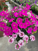 12” Assorted Flowering Hanging Basket