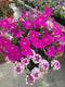 12” Assorted Flowering Hanging Basket