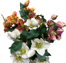 25" Helleborus Bundle