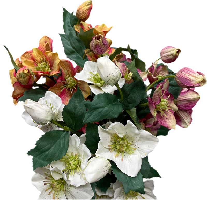 25" Helleborus Bundle