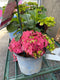 Hydrangea - 'Endless Summer® Summer Crush® Big Leaf Hydrangea