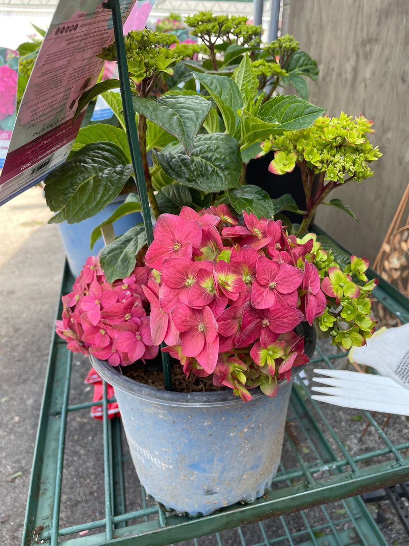 Hydrangea - 'Endless Summer® Summer Crush® Big Leaf Hydrangea