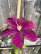 Clematis - ‘Warsaw Nike' Clematis