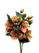 25" Helleborus Bundle