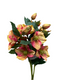 25" Helleborus Bundle