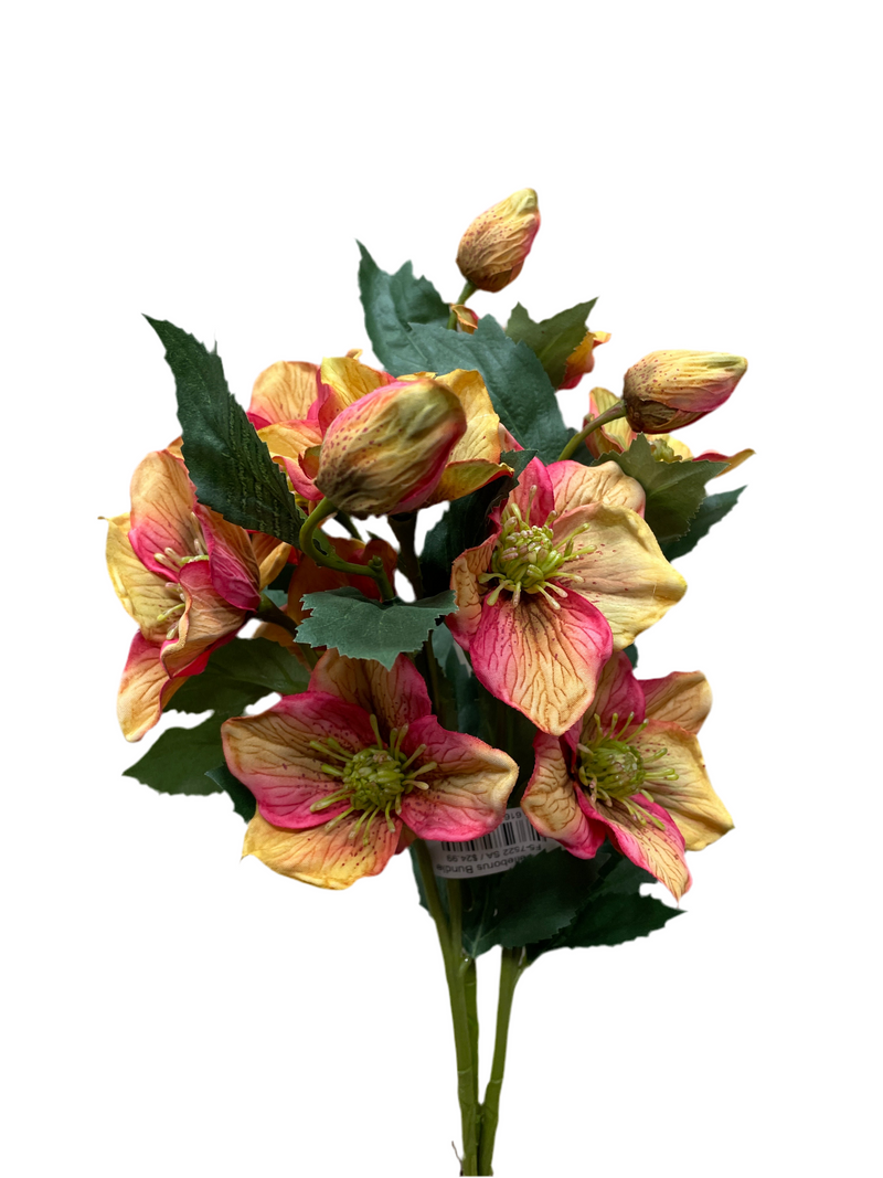 25" Helleborus Bundle