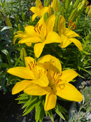 Lilium - 'Tiny Ranger' Asiatic Lily