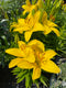 Lilium - 'Tiny Ranger' Asiatic Lily