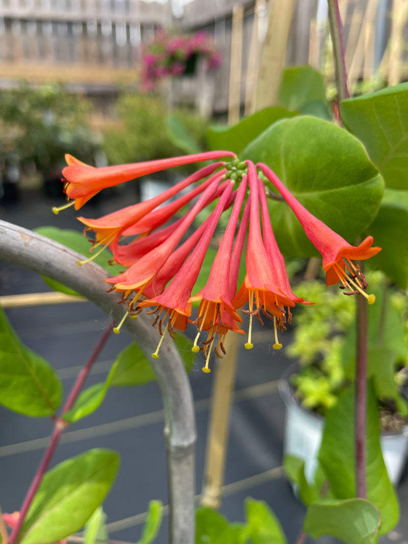 Lonicera - ‘Dropmore Scarlet' Honeysuckle