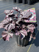 Heuchera - ‘Mulberry' Indian Summer Coral Bells