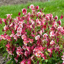 Aquilegia - 'Earlybird Red White' Columbine