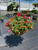 Assorted Flowering Coco Liner Hanging Basket