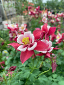 Aquilegia - 'Earlybird Red White' Columbine