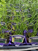 Chives - Allium schoenoprasum