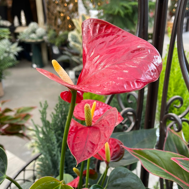 Anthurium Plant