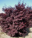 Acer Maple – ‘Red Emperor I’ Upright Japanese Maple