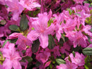 Azalea - ‘Karen' Hardy Azalea