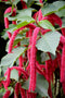 Chenille Foxtail Hanging Basket