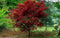 Acer - 'Fireglow' Japanese Maple