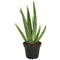 Aloe Vera Barbadensis Plant
