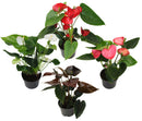 Anthurium Plant - Assorted Colors