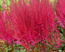 Astilbe - ‘Mighty Chocolate Cherry' False Spiraea