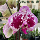 Orchid - Phalaenopsis (Moth Orchid) in Container