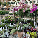 Orchid - Phalaenopsis (Moth Orchid) in Container