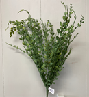 24” English Boxwood Spray