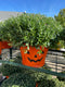 Pumpkin Face Hardy Mum Assorted Colors