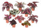 Begonia Rex - Assorted Varieties