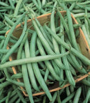 Green Bean - 'Blue Lake FM-1 Pole' Seeds