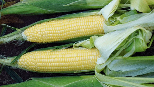 Sweet Corn - 'Bodacious' Seeds