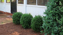 Buxus - 'NewGen® Freedom' Boxwood
