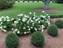 Buxus - 'NewGen® Independence' Boxwood