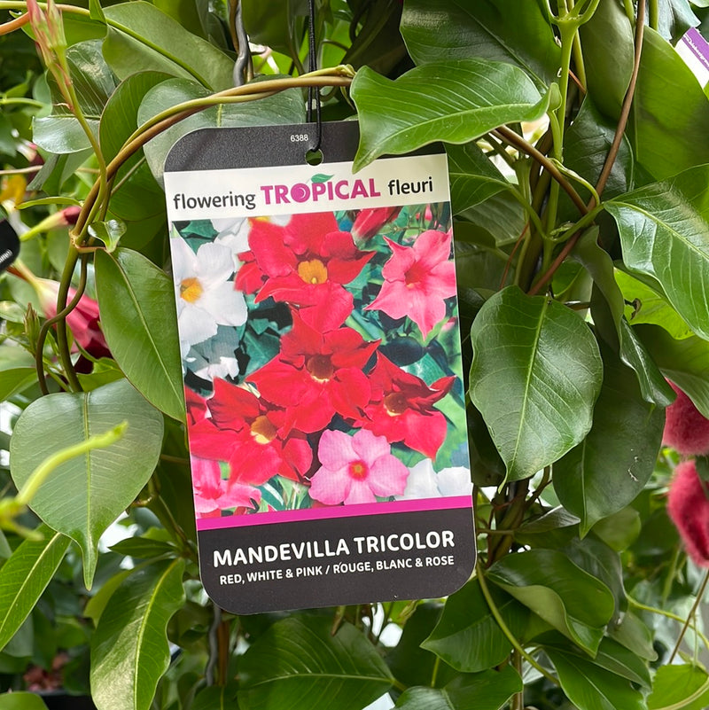 Mandevilla - 'Tropical Red, White, and Pink'