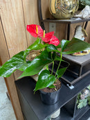 Anthurium Plant - Assorted Colors