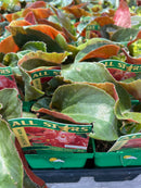 Begonia - 'Dragon Wing Series'