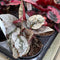 Begonia Rex - Assorted Varieties