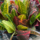 Croton - 'Petra'