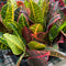Croton - 'Petra'