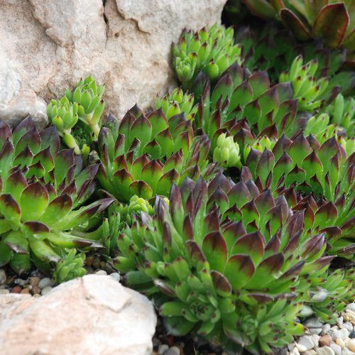 Sempervivum Chick Charms® 'Appletini'™ Hen and Chicks