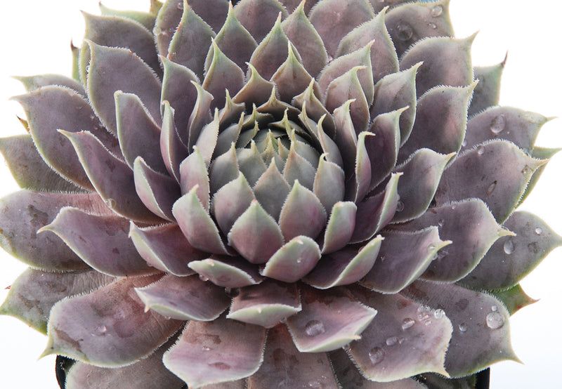 Sempervivum Chick Charms® 'Berry Blues'™ Hen and Chicks