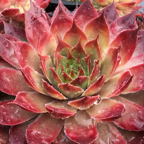 Sempervivum Chick Charms® 'Butterscotch Baby'™ Hen and Chicks