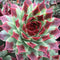Sempervivum Chick Charms® 'Mint Marvel'™ Hen and Chicks