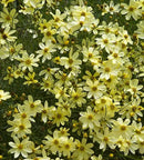 Coreopsis - ‘Moonbeam’ Threadleaf Tickseed