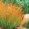 Carex - 'Prairie Fire' Sedge Grass