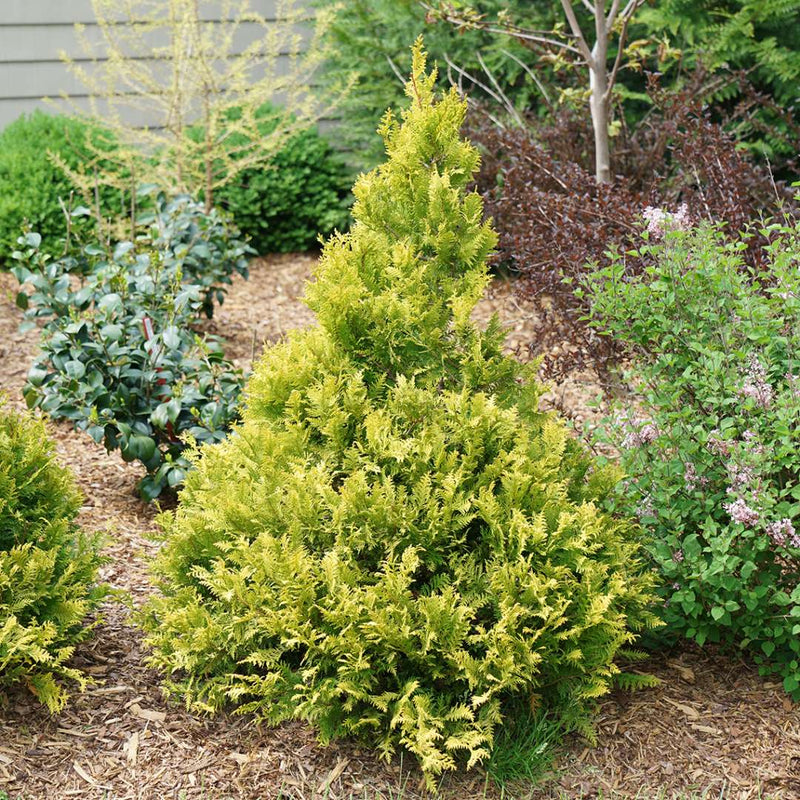 Chamaecyparis - 'Gold Soft Serve' False Cypress