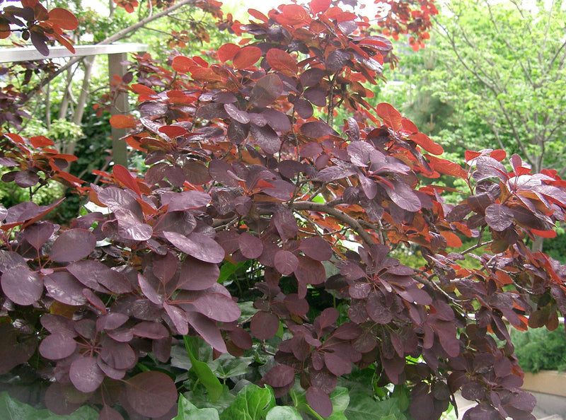Cotinus - 'Royal Purple' Smokebush