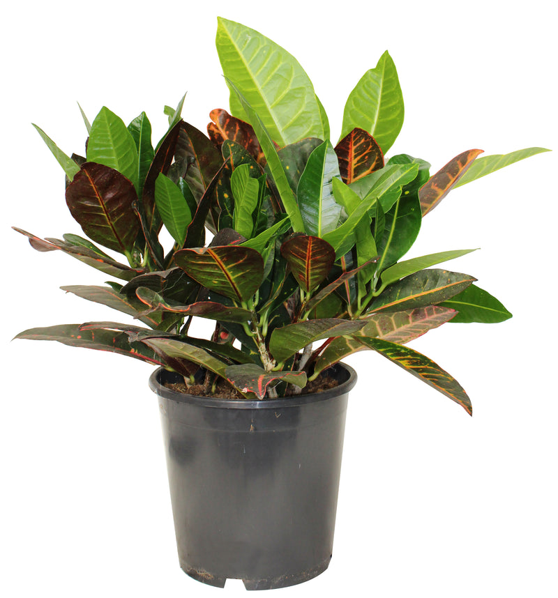 Croton - 'Petra'
